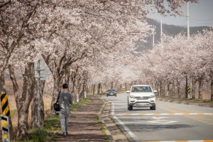 청양 칠갑산 20km 벚꽃길 개화