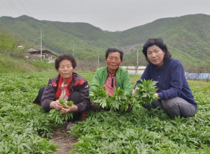 국화 향기 그윽한 봄나물 ‘삼잎국화’ 인기 상승