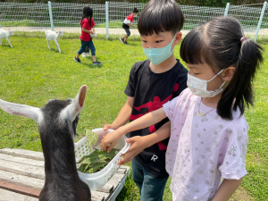 청남초, 산양이 뛰노는 알프스목장에 다녀왔어요!